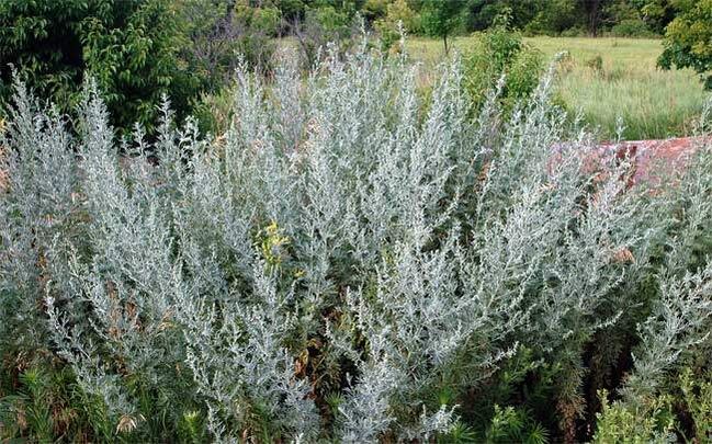 Decoction នៃ wormwood ជួយពង្រីកលិង្គ