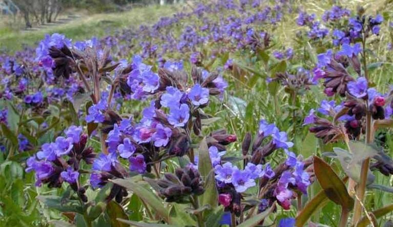 Lungwort សម្រាប់ការរៀបចំ infusion ដែលលើកកម្ពស់ការពង្រីកលិង្គ