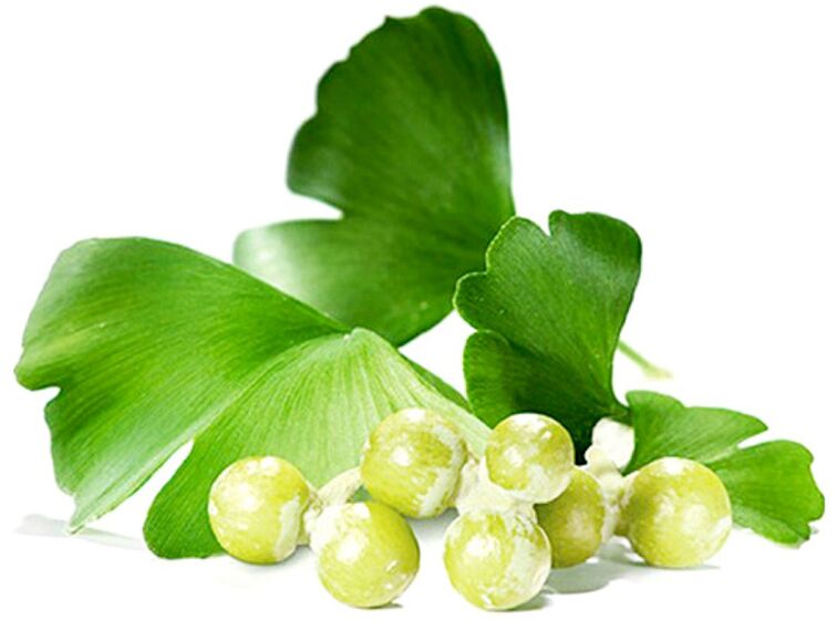 ស្លឹក Ginkgo biloba ធ្វើអោយប្រសើរឡើងនូវចរន្តឈាមនៅក្នុងជាលិកានៃលិង្គ